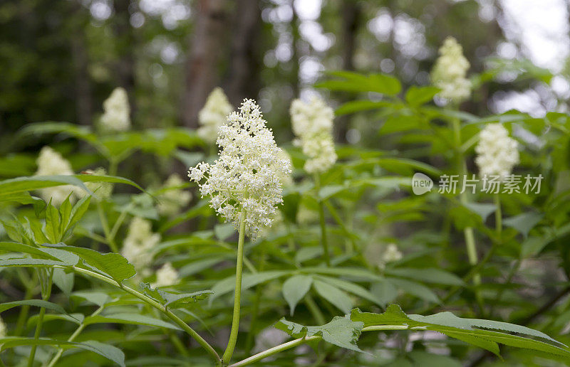 高山接骨木(sambuus racemosa)开花